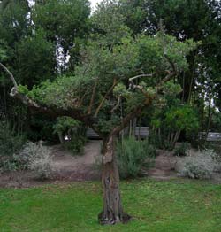 Filaire à feuilles étroites / Phillyrea angustifolia